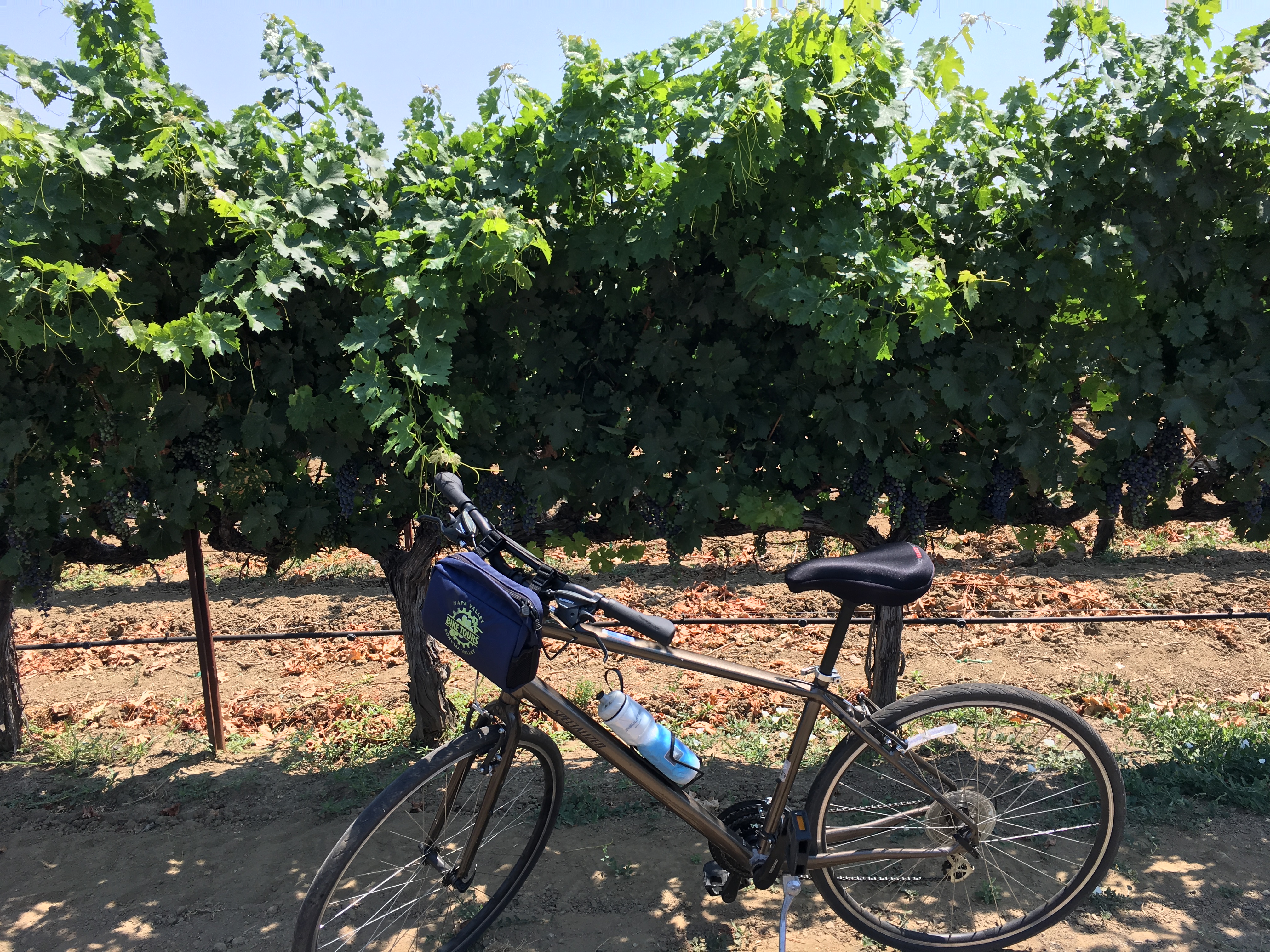 SF Bike Tour End Pic Napa Valley