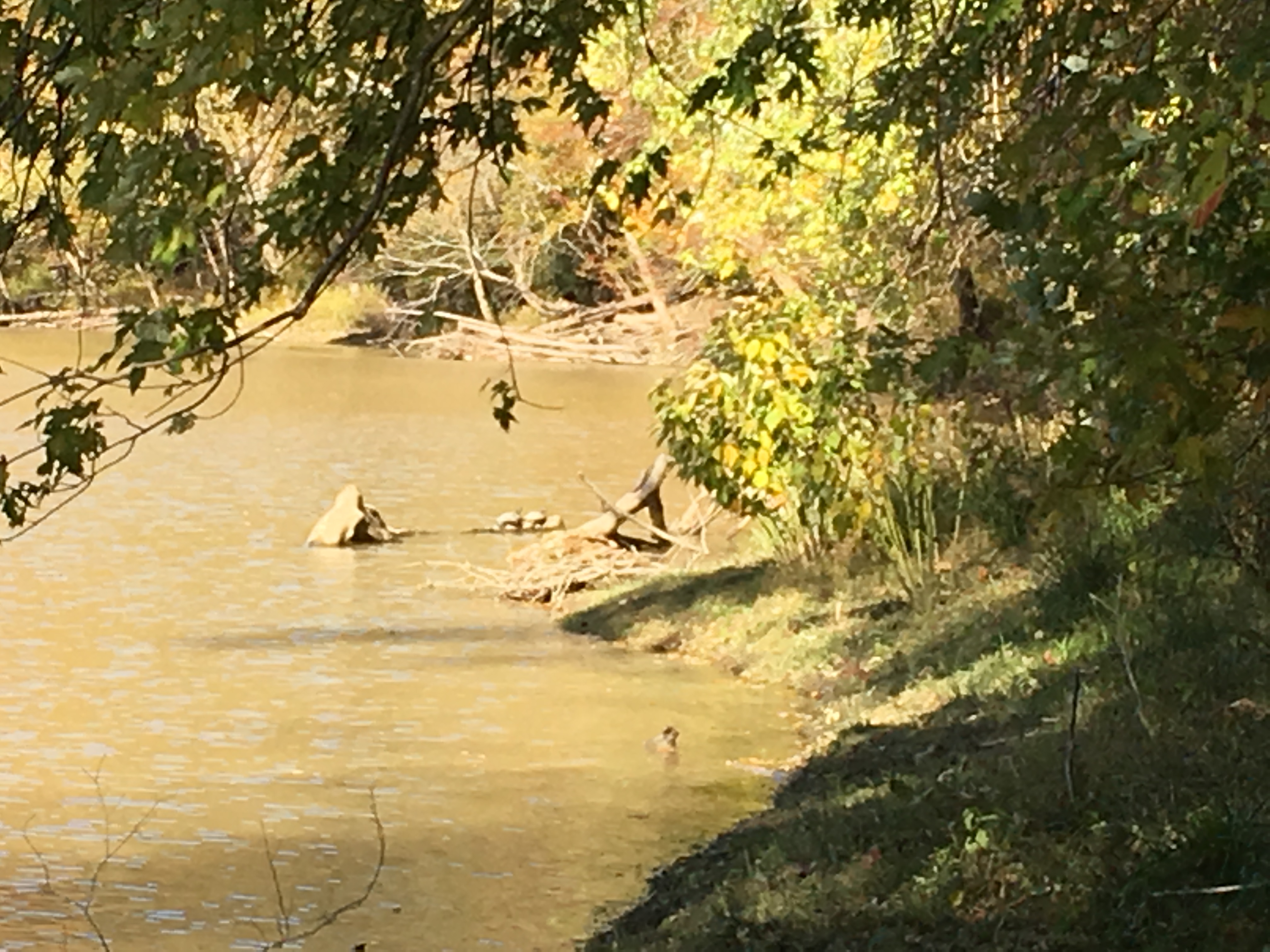 Two turtles on the cumberland river